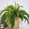 Plantas Artificiais-CASA Boston Sambaia Verde