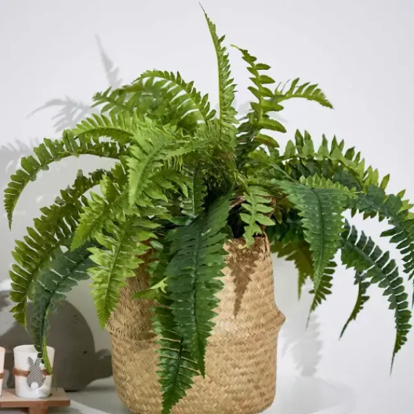 Plantas Artificiais-CASA Boston Sambaia Verde
