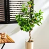 Plantas Artificiais-CASA Lemon Limoeiro Verde