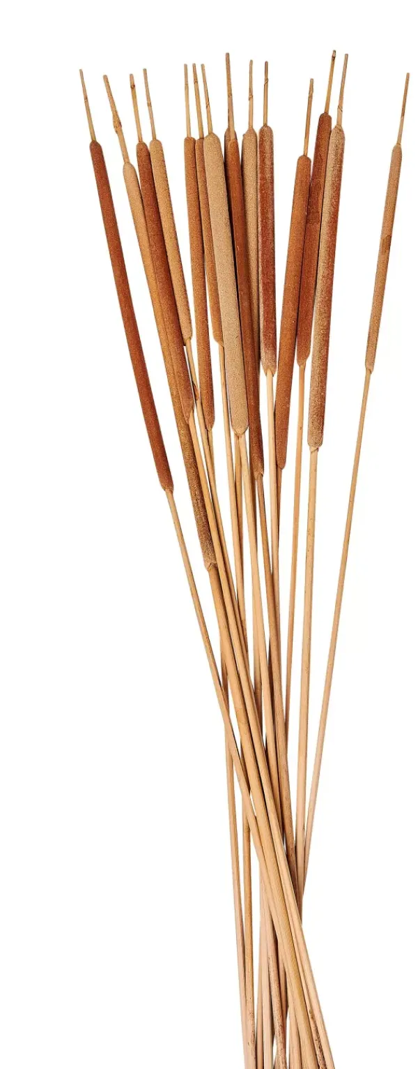 Flores Artificiais-CASA Typha Canas Conjunto De 15 Natural